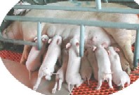 工業畜産の豚の子供たち
